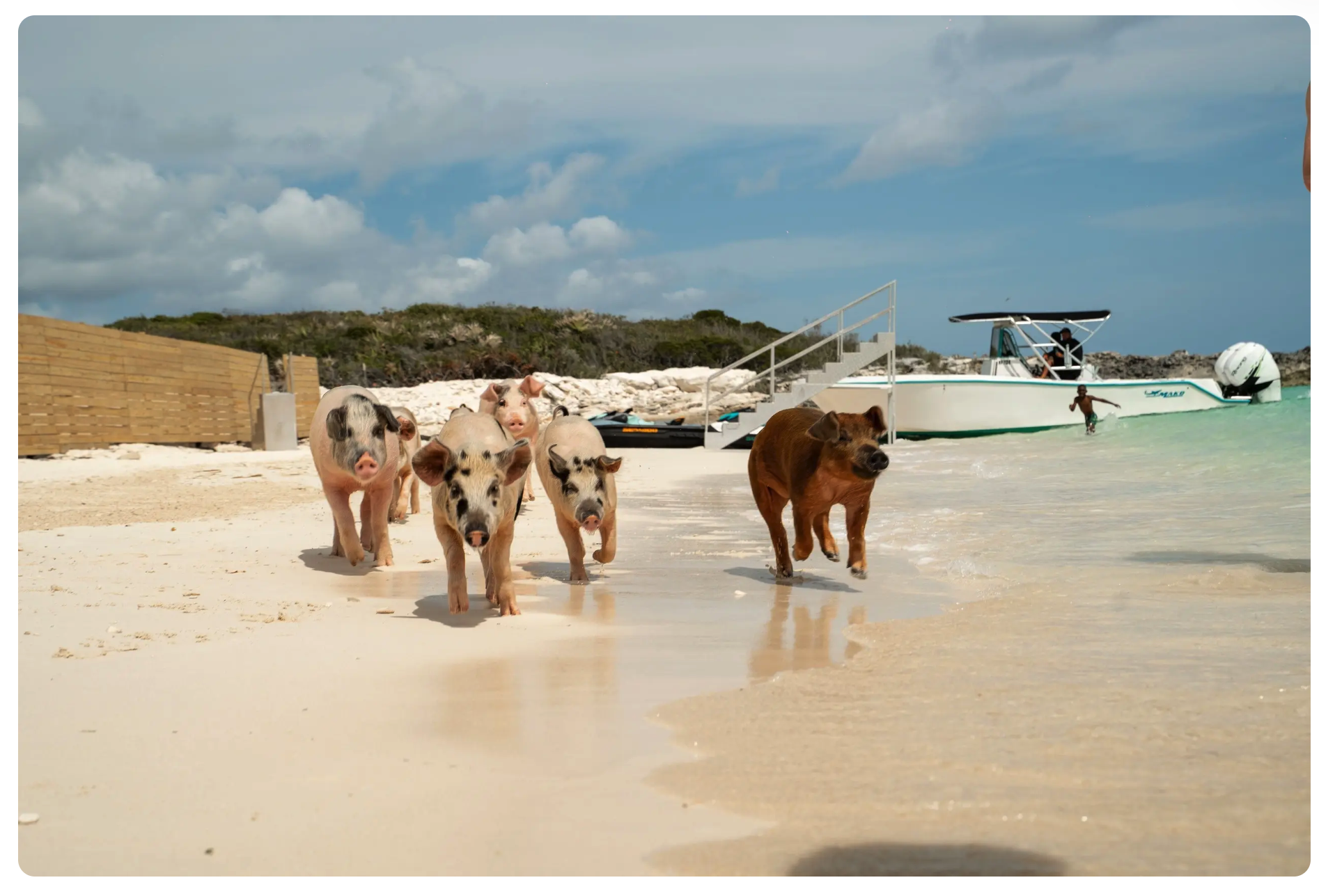 Swimming pigs walking along a sandy beach beside turquoise water